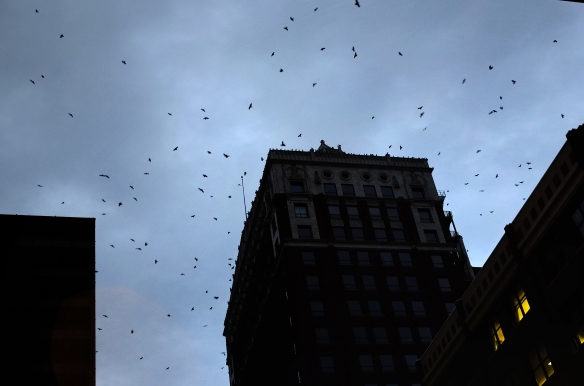 all them crows